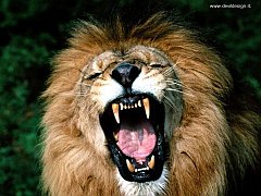 Leone1 copia